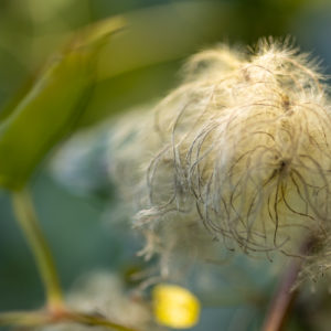 Canon_RF_85_Macro_20