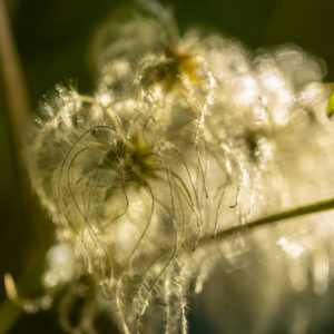 Canon_RF_85_Macro_21