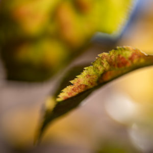 Canon_RF_85_Macro_22