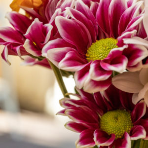 Canon_RF_85_Macro_f11