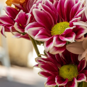 Canon_RF_85_Macro_f16