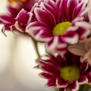 Canon_RF_85_Macro_f2