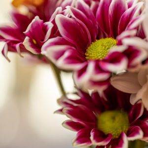 Canon_RF_85_Macro_f2.8