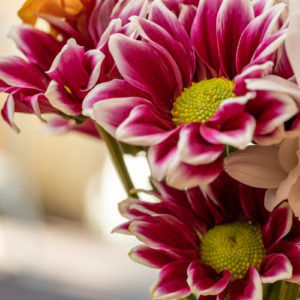 Canon_RF_85_Macro_f8