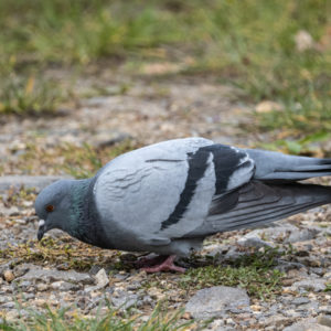 M.Zuiko_Digital_ED_100-400mm_f_5-6.3_IS_10