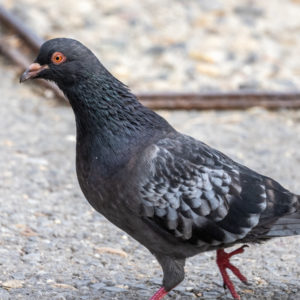 M.Zuiko_Digital_ED_100-400mm_f_5-6.3_IS_11