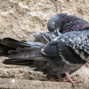 M.Zuiko_Digital_ED_100-400mm_f_5-6.3_IS_12