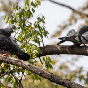 M.Zuiko_Digital_ED_100-400mm_f_5-6.3_IS_14