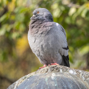 M.Zuiko_Digital_ED_100-400mm_f_5-6.3_IS_15