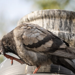 M.Zuiko_Digital_ED_100-400mm_f_5-6.3_IS_16