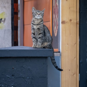 M.Zuiko_Digital_ED_100-400mm_f_5-6.3_IS_17