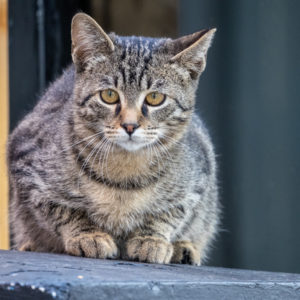 M.Zuiko_Digital_ED_100-400mm_f_5-6.3_IS_18