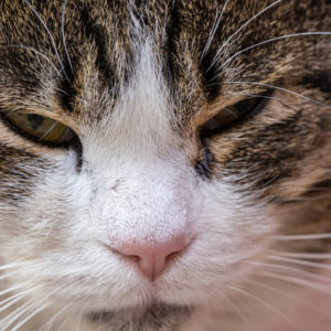 M.Zuiko_Digital_ED_100-400mm_f_5-6.3_IS_19