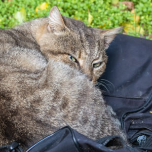 M.Zuiko_Digital_ED_100-400mm_f_5-6.3_IS_20