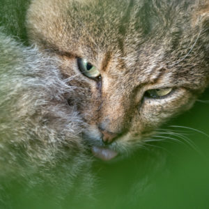 M.Zuiko_Digital_ED_100-400mm_f_5-6.3_IS_21