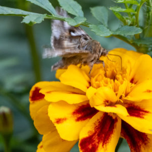 M.Zuiko_Digital_ED_100-400mm_f_5-6.3_IS_22