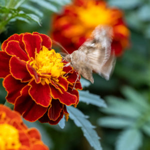 M.Zuiko_Digital_ED_100-400mm_f_5-6.3_IS_23