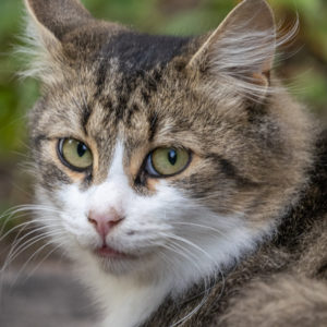 M.Zuiko_Digital_ED_100-400mm_f_5-6.3_IS_24