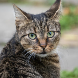 M.Zuiko_Digital_ED_100-400mm_f_5-6.3_IS_25