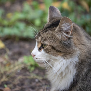 M.Zuiko_Digital_ED_100-400mm_f_5-6.3_IS_26