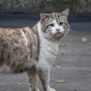 M.Zuiko_Digital_ED_100-400mm_f_5-6.3_IS_27