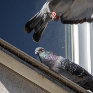 M.Zuiko_Digital_ED_100-400mm_f_5-6.3_IS_29