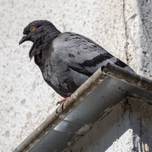 M.Zuiko_Digital_ED_100-400mm_f_5-6.3_IS_30