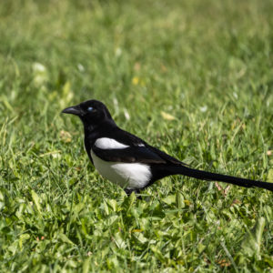 M.Zuiko_Digital_ED_100-400mm_f_5-6.3_IS_31