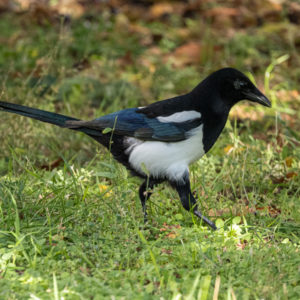 M.Zuiko_Digital_ED_100-400mm_f_5-6.3_IS_32