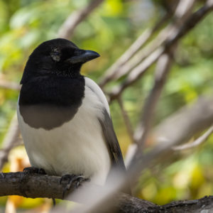 M.Zuiko_Digital_ED_100-400mm_f_5-6.3_IS_33