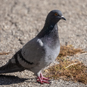 M.Zuiko_Digital_ED_100-400mm_f_5-6.3_IS_34