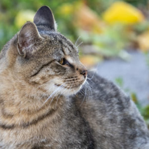 M.Zuiko_Digital_ED_100-400mm_f_5-6.3_IS_35