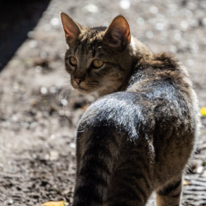 M.Zuiko_Digital_ED_100-400mm_f_5-6.3_IS_36