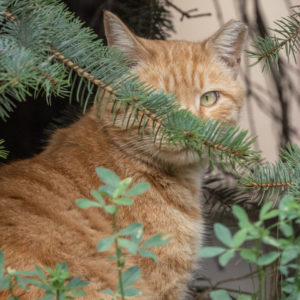 M.Zuiko_Digital_ED_100-400mm_f_5-6.3_IS_8