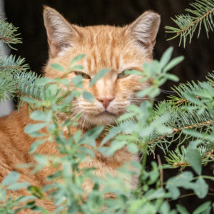 M.Zuiko_Digital_ED_100-400mm_f_5-6.3_IS_9