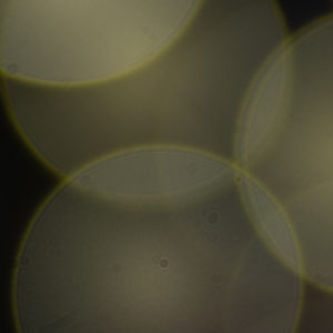 Pentax_Takumar_135mm_2.5_Center_2