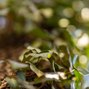 Viltrox_85mm_1.8_STM_IF_II_29