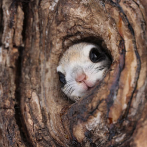 RF-400mm-F2.8L-IS-USM_Sample_Image_210112-R5b2-1016[1]