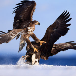 RF-400mm-F2.8L-IS-USM_Sample_Image_F4A2906[1]