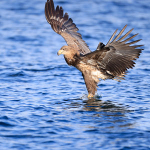 RF-600mm-F4L-IS-USM_Sample_Image_72A3063[1]