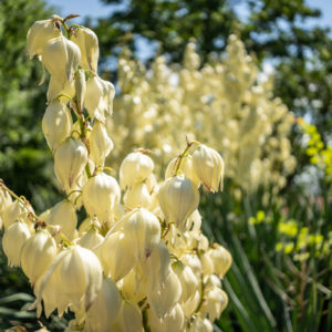 Sony_FE_24mm_f2.8_G_28