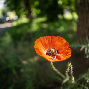 Sony_FE_24mm_f2.8_G_39