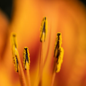 Canon_RF_100mm_F2.8L_Macro_11