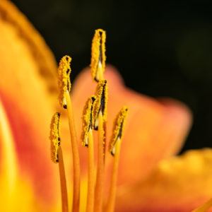 Canon_RF_100mm_F2.8L_Macro_12