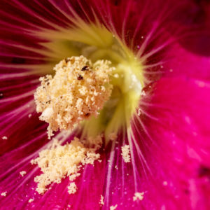 Canon_RF_100mm_F2.8L_Macro_13