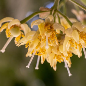 Canon_RF_100mm_F2.8L_Macro_15