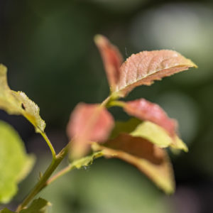 Canon_RF_100mm_F2.8L_Macro_16