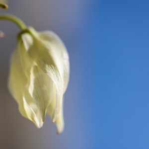 Canon_RF_100mm_F2.8L_Macro_20