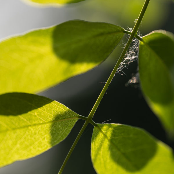 NIKKOR_Z_MC_105mm_2.8_VR_S_10