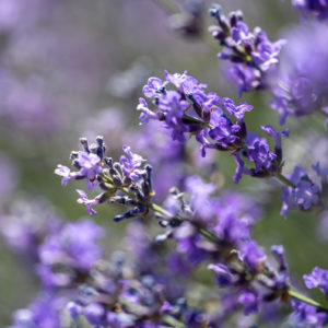 NIKKOR_Z_MC_105mm_2.8_VR_S_2